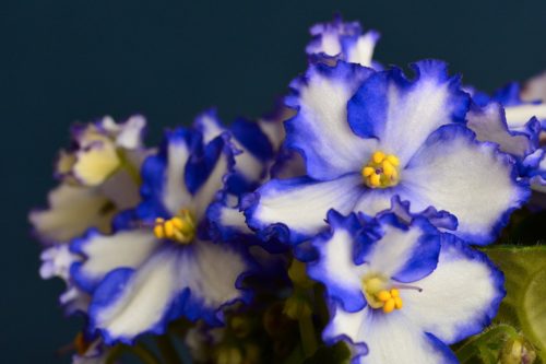 Violetas Africanas, Flores Perennes Y Encantadoras - Tus Plantas De Casa