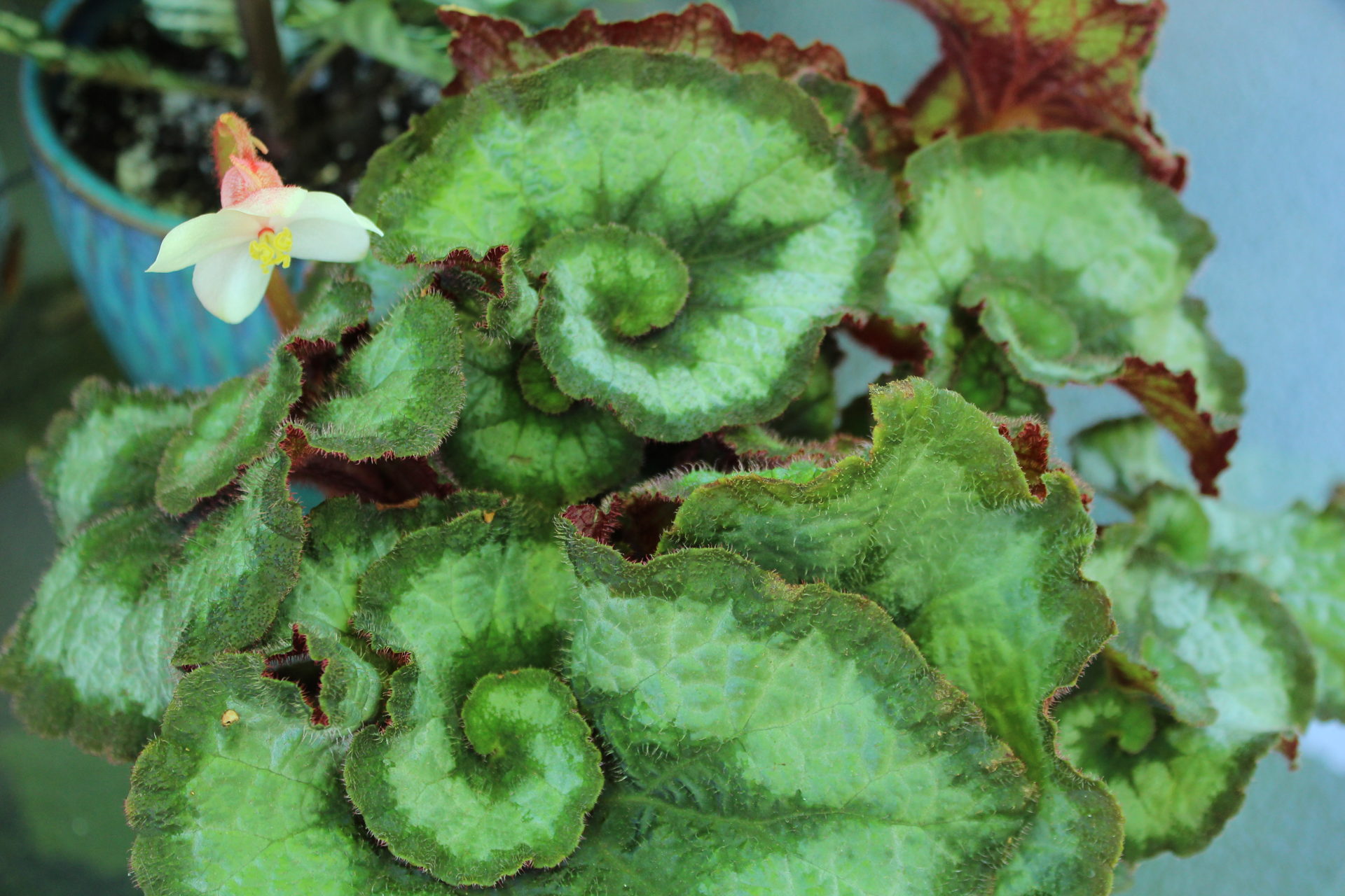 Cómo Puede Usar Sus Plantas De Interior Afuera? - Tus Plantas De Casa