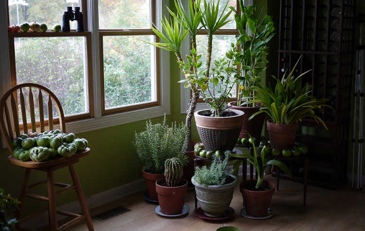 Jardinería Interior Para Principiantes Lo Básico Tus Plantas De Casa