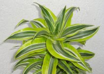 Begonia Rex - Tus Plantas De Casa