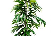 Begonia Rex - Tus Plantas De Casa