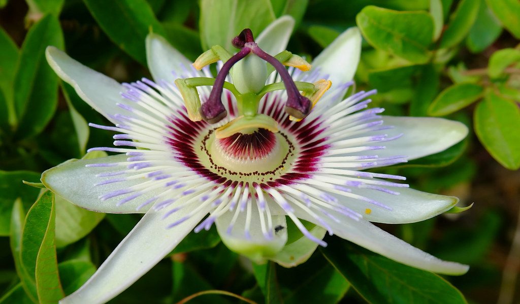 Flor De La Pasión Tus Plantas De Casa 7299