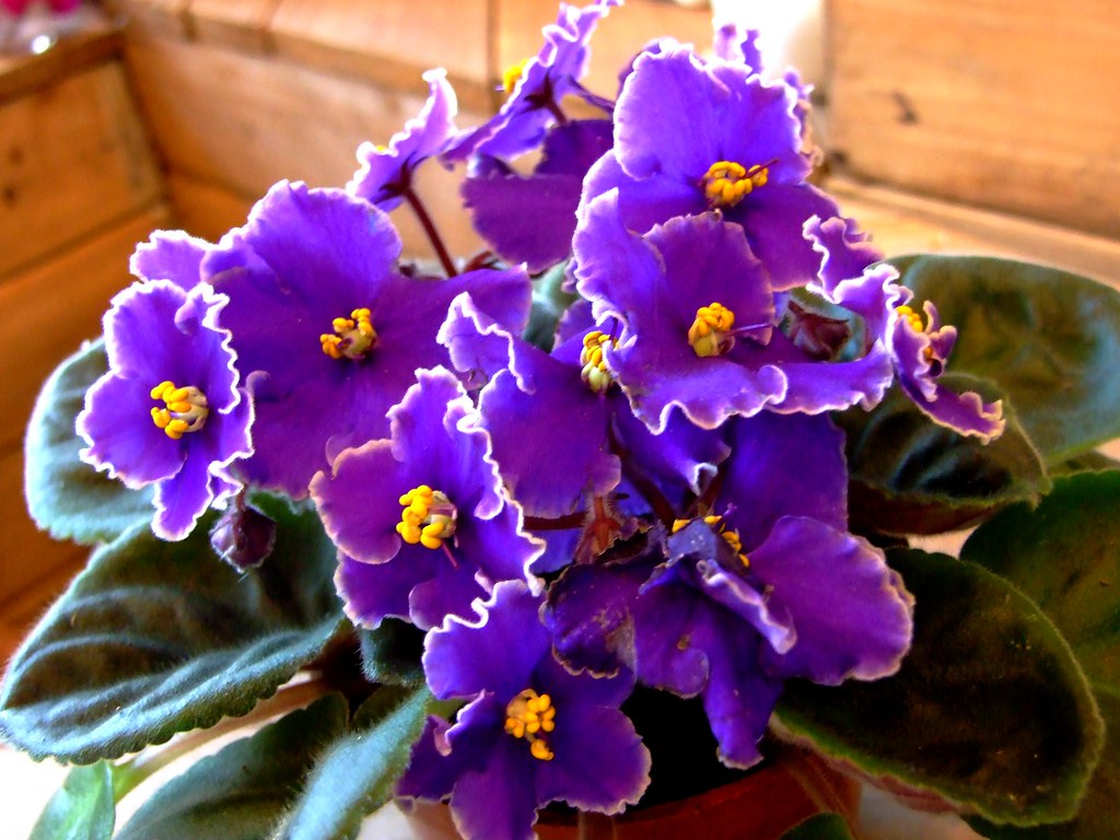 Violetas Africanas - Tus Plantas De Casa