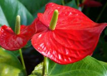 Begonia De Fresa - Tus Plantas De Casa